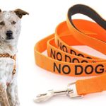 NO DOGS Orange Color Coded L-XL Non Pull Dog Harness and 2 4 6 Foot Padded Leash Sets (Not Good With Other Dogs) PREVENTS Accidents By Warning Others of Your Dog in Advance (Harness + 4 Foot Leash)