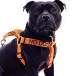 No Dogs Orange Color Coded Alert L-XL Non pull Dog Harness (Not Good With Other Dogs) Prevents Accidents By Warning Others of Your Dog in Advance