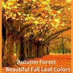 Autumn Forest – Beautiful Fall Leaf Colors – Relaxing Piano Music