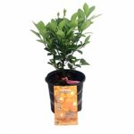 Panama Orange Tree – Calamondin – Citrus mitis – 8″ Pot – Citrus