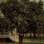 Orange Tree on Front Lawn of a Private Residence Jacksonville, Florida Original Vintage Postcard