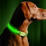 LED Dog Collar – USB Rechargeable – Available in 6 Colors & 6 Sizes – Makes Your Dog Visible, Safe & Seen – Green, Medium (16 – 20” / 41 – 53cm)