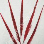 Pheasant feathers dyed, Ringneck, 20-22″, MANY COLOR OPTIONS, per pack of 5 feathers, by Lamplight Feather, Inc. (Red)