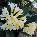 Clivia miniata in yellow as Golden Dragon or orange colour as Bush Lily at the garden .