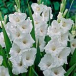 Gladiolus, Bulb (10 Pack) White,Purple, Blue,RED,Yellow and Orange Gladiolus, Perennial Gladiolus Bulbs, Plant Now for Fall Blooms!