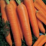Napoli Hybrid Carrot, Sugar Carrot, orange color, sweet 500 Seed