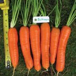 Baltimore Hybrid Carrot, large, deep orange color, great flavor 750 Seed