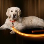 Illumiseen LED Dog Leash – USB Rechargeable – Your Dog Will Be More Visible & Safe – 6 Colors (Red, Blue, Green, Pink, Orange & Yellow) – Perfect to Use with Our Matching Collar (6 Feet, Orange)