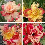 2018 Hot Sale Imported ‘Dazzling Girl’ Colorful Adenium Desert Rose Seeds, Professional Pack, 2 Seeds, red-Yellow-Orange-Rose red Color