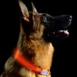 Pet Industries Metal Buckle LED Dog Collar, USB Rechargeable, Available in 7 Colors & 4 Sizes (Large [18.5-23.5″ / 47-60 cm], Aerospace Orange)
