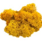 Reindeer Moss Preserved | Orange Moss | for Fairy Gardens, Terrariums, or Any Craft or Floral Project | (2 Ounces) | Plus Free Nautical Ebook by Joseph Rains