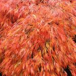 (2 Gallon) Acer Palmatum ‘Orangeola’ Japanese Maple treis one of The Most Outstanding laceleaf Because of its Unique Orange Color. Award of Merit at Boskoop, The Netherlands 1995.