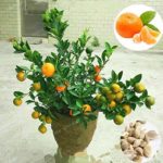 Kasuki 30 Pcs Citrus Reticulata Bonsai Potted Edible Organic Orange Fruit Bonsai Dwarf Standing Orange Tree Bonsai Indoor Plant in Pot