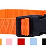 Native Pup Nylon Dog Collar Classic Solid Colors (Small, Orange)