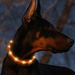 Led Dog Collar USB Rechargeable Glowing Pet Safety Collars Water Resistant Light up Improved Dog Visibility & Safety Adjustable Flashing Collar for Dogs 6 Stylish Colors by Bseen (Orange)