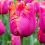 5 Orange Pink Parrot Tulip Bulbs Bi Color Spring Flower Garden Perennial
