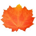 Gift Boutique Paper Harvest Leaf Placemats 36 Pack Orange Color Thanksgiving Autumn Maple Leaves Shaped Chargers Place Mats 12″ x 16″ Fall Turkey Crafts Dinner Party Table Decorations