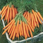 Mokum Hybrid Carrot, Slim, red-Orange Color, Sweet 750 Seed