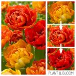 Plant & Bloom Tulip Flower Bulbs from Holland, 25 bulbs – Tulip Double Sunlover Chameleon Tulip – Easy to Grow – For Fall Planting, Spring Flowering – Orange Colour Changing Blooms – Top Dutch Quality