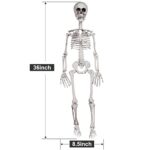 DECORLIFE 36″ Skeleton Halloween Decorations, 3FT Posable Halloween Skeleton Decor for Front Lawn or Haunted House, Party Centerpiece, Trunk or Treat, Lifelike Skeleton Model