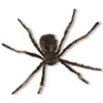 Kangaroo Manufacturing Lifelike Giant Spider for Halloween Decorations – Soft Hairy Scary Spider for Halloween Outdoor Yard and Porch Decor & Indoor Spider Web Decoration, Black, 5 feet