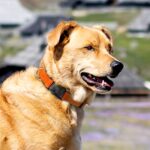 Joytale Dog Collar,Soft Neoprene Padded Breathable Nylon Pet Collar Adjustable for Large Dogs,Orange,L
