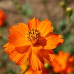 “Klondyke Orange” Sulphur Cosmos Flower Seeds for Planting, 100+ Seeds Per Packet, (Isla’s Garden Seeds), Non GMO & Heirloom Seeds, Scientific Name: Cosmos bipinnatus, Great Home Garden Gift