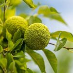 Osage Orange Tree, 30+ Seeds Per Packet, Exotic & Rare, 60-80% Germination Rates, (Isla’s Garden Seeds), Non GMO & Heirloom Seeds, Scientific Name: Maclura pomifera, Great Gift