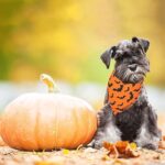 ADOGGYGO Halloween Dog Bandana, Pumpkin Bat Design Dog Scarf, Premium Durable Fabric, Orange Black Dog Halloween Bandanas for Small Dogs Cats Puppies (Small, Halloween)