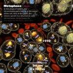 Powers of Minus Ten – Cells and Genetics