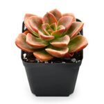 Echeveria Melaco, Live Succulent Plant Fully Rooted in 2” Starter Pot with Soil Mix, House Plant for Indoor Outdoor Home Wedding Decoration DIY