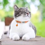 TagME 2 Pack Cat Collar with Name Tag, Personalized Reflective Cat Collar Breakaway with Bell for Boy & Girl Cats, Orange