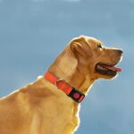 Taglory Reflective Dog Collar with Safety Locking Buckle, Adjustable Nylon Pet Collars for Extra Large Dogs Female Male, Orange, XL