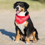3 Pack Mechaly Dog Bandana Neck Scarf Paisley Polyester Bandanas – Any Pets