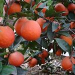 Natural Fruit Seeds Blood Orange Seeds 20Pcs