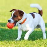 Taglory Reflective Adjustable Dog Collars for Puppy Small Medium Large Dogs, Thin Nylon Webbing and Quick Release Plastic Buckle(Orange,XSmall)