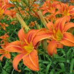 50 Daylily Bulbs for Planting Outdoors Orange Daylilies Flower Bulbs Bulk Roots Perennial