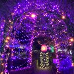 Flechllary Solar Halloween Lights,39FT 100LED Orange & Purple String Lights,Halloween Solar Lights Outdoor with 8 Modes Waterproof for Bedroom Patio Garden Party Yard Decoration