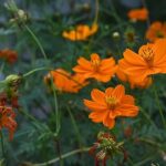 Sulphur Dwarf Orange Cosmos Flower Seeds – 100+ Seeds Per Packet, (Isla’s Garden Seeds), Scientific Name; Cosmos bipinnatus, Wonderful Gardening Gift